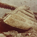 IMG_8229-150x150-1 IMG_8229-150x150-1